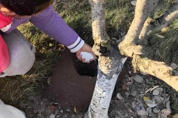 玉兰树叶子发黄枯萎怎么解决，可以适当修剪并喷洒药剂