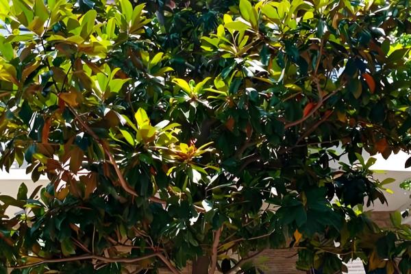 玉兰树叶子发黄枯萎怎么解决，可以适当修剪并喷洒药剂