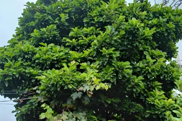 玉兰树叶子发黄枯萎怎么解决，可以适当修剪并喷洒药剂