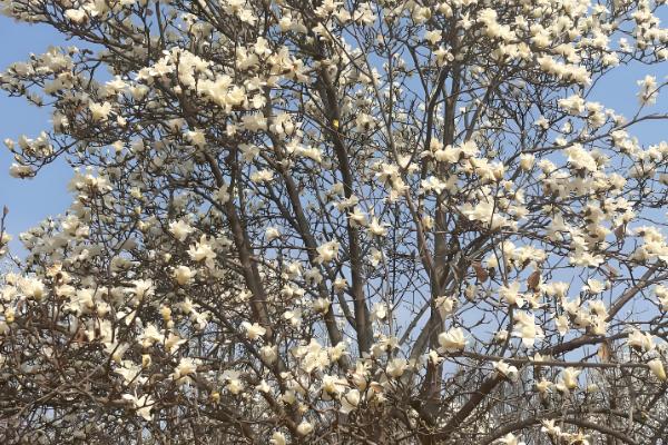 玉兰树叶子发黄枯萎怎么解决，可以适当修剪并喷洒药剂