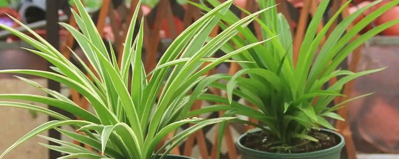 吊兰夏天怎么养殖，通常每天浇一次水