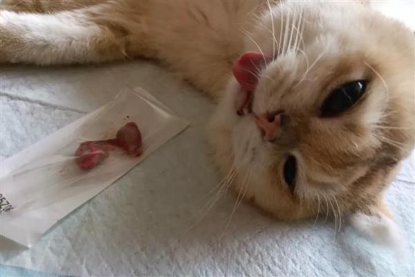 猫狗绝育的好处，可以防止争夺配偶而打架