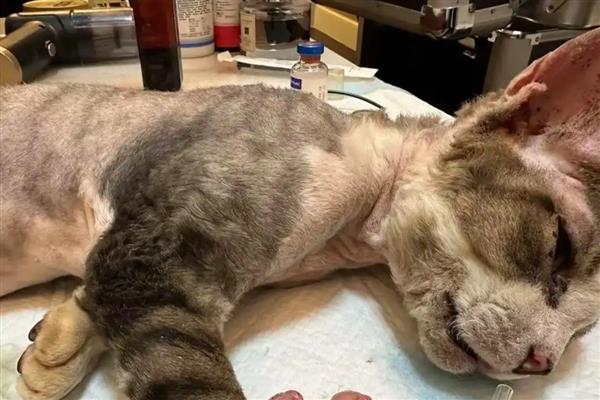 猫狗绝育的好处，可以防止争夺配偶而打架