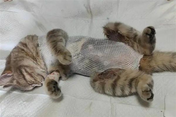 猫狗绝育的好处，可以防止争夺配偶而打架