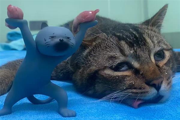 猫狗绝育的好处，可以防止争夺配偶而打架