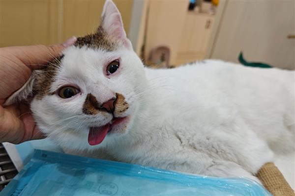 猫狗绝育的好处，可以防止争夺配偶而打架