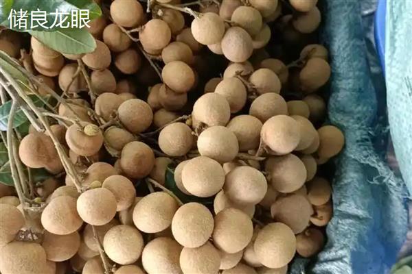 广东龙眼在几月份成熟，在7-10月份