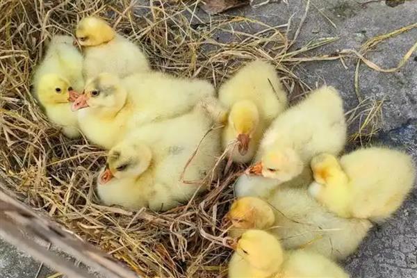 30天的鹅有多大,一般能长到两三斤左右