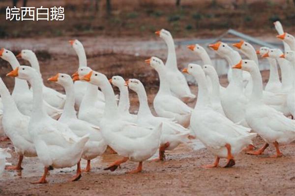 30天的鹅有多大,一般能长到两三斤左右