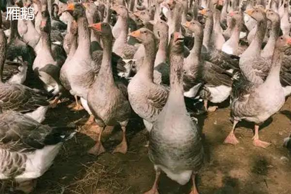 30天的鹅有多大,一般能长到两三斤左右