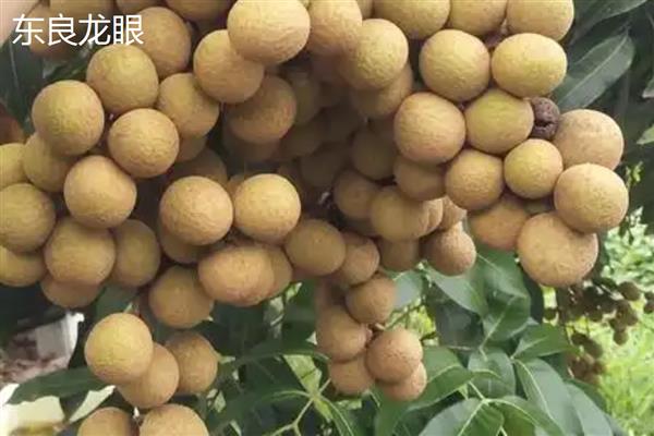 广东龙眼在几月份成熟，在7-10月份