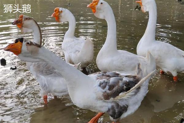 30天的鹅有多大,一般能长到两三斤左右