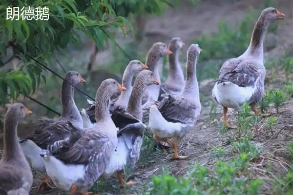 30天的鹅有多大,一般能长到两三斤左右