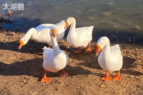 30天的鹅有多大,一般能长到两三斤左右
