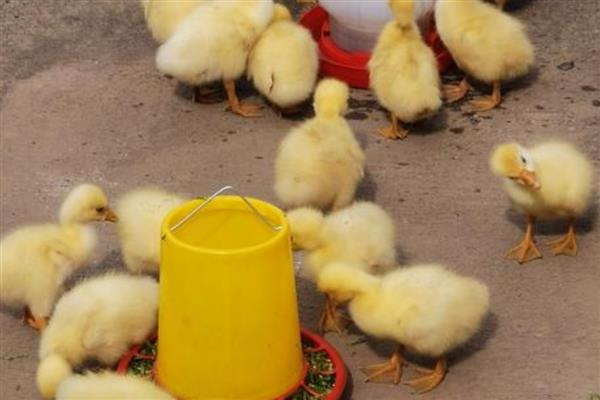 30天的鹅有多大,一般能长到两三斤左右