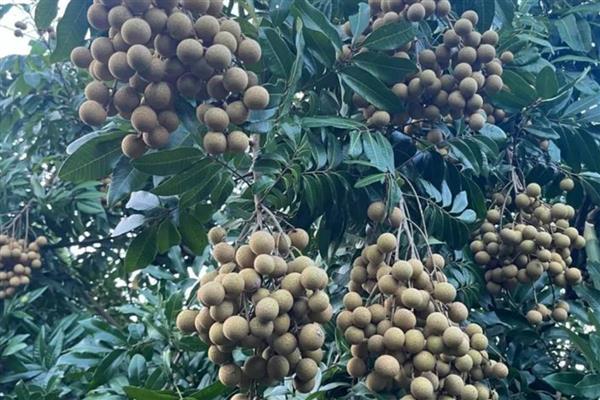 广东龙眼在几月份成熟，在7-10月份