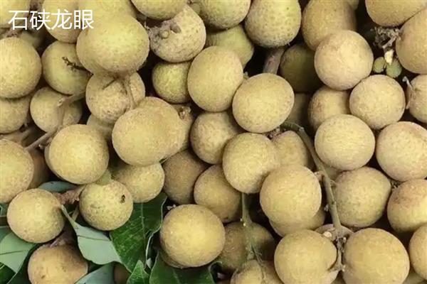 广东龙眼在几月份成熟，在7-10月份