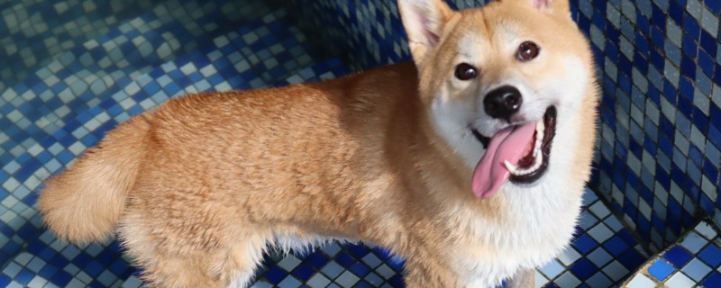 狗身上有螨虫怎么办，把毛发剃掉再涂抹驱螨药水