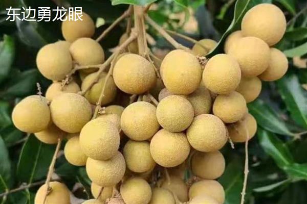 广东龙眼在几月份成熟，在7-10月份
