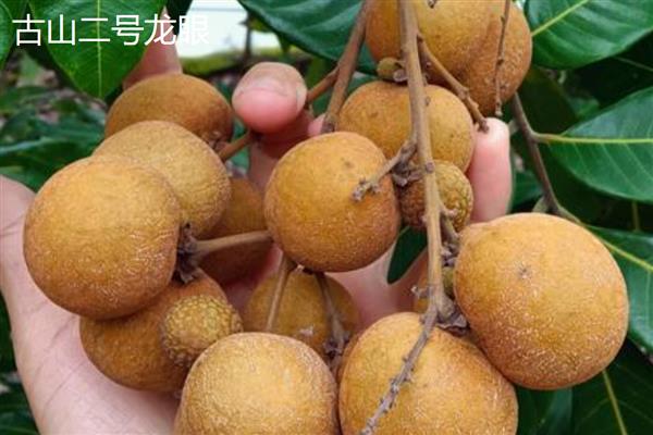 广东龙眼在几月份成熟，在7-10月份
