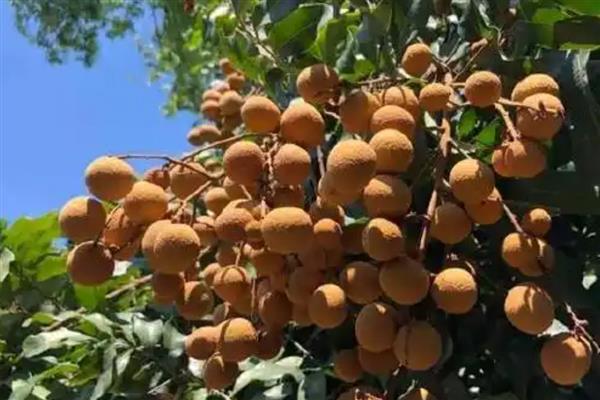 广东龙眼在几月份成熟，在7-10月份