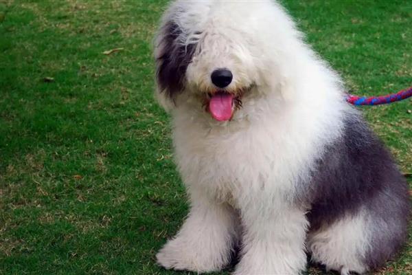 古牧犬的特征，毛发细长浓密