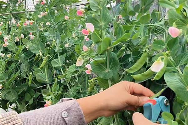 荷兰豆的采收期有多久,有一个多月的采收期