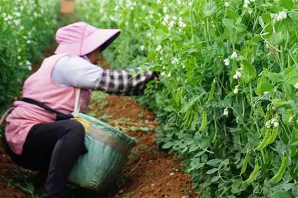 荷兰豆的采收期有多久,有一个多月的采收期