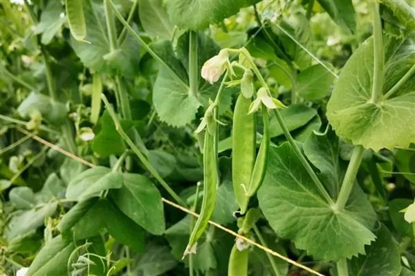 荷兰豆的采收期有多久,有一个多月的采收期