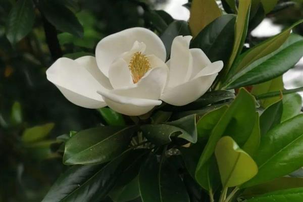 夏天开花的树有哪些，常见的有广玉兰、夹竹桃等