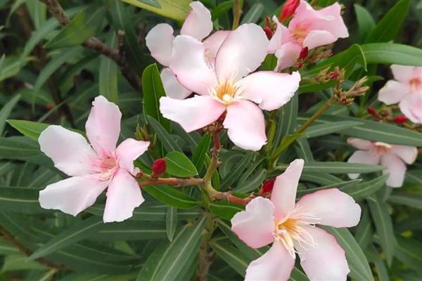 夏天开花的树有哪些，常见的有广玉兰、夹竹桃等