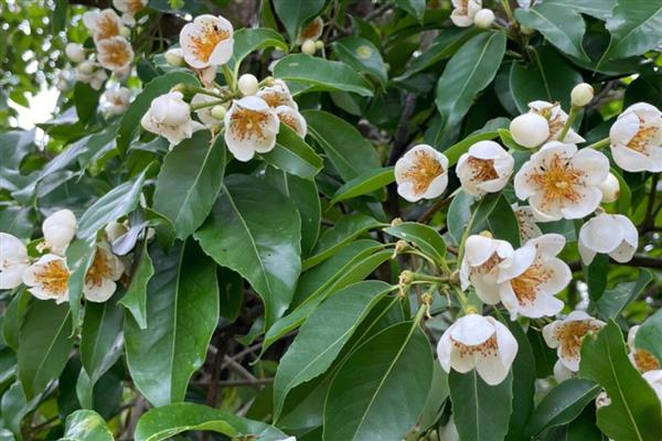 夏天开花的树有哪些，常见的有广玉兰、夹竹桃等