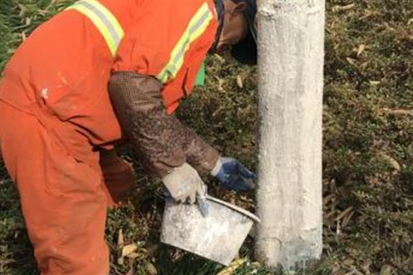 夏天开花的树有哪些，常见的有广玉兰、夹竹桃等