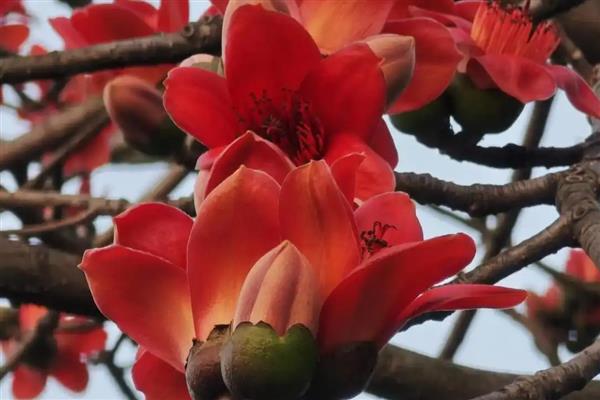 夏天开花的树有哪些，常见的有广玉兰、夹竹桃等