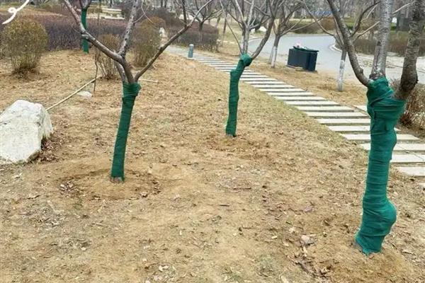 夏天开花的树有哪些，常见的有广玉兰、夹竹桃等