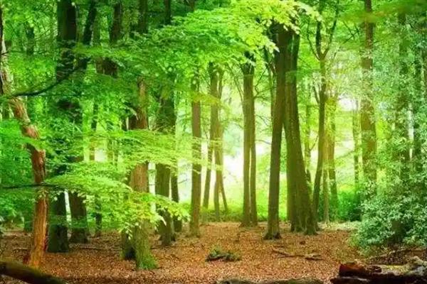 夏天开花的树有哪些，常见的有广玉兰、夹竹桃等