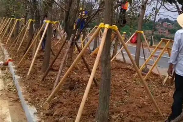 夏天开花的树有哪些，常见的有广玉兰、夹竹桃等