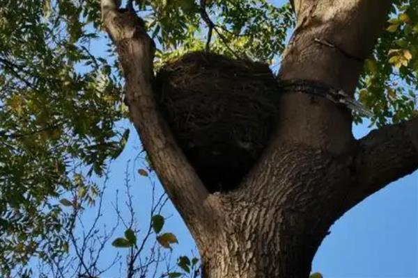 夏天开花的树有哪些，常见的有广玉兰、夹竹桃等