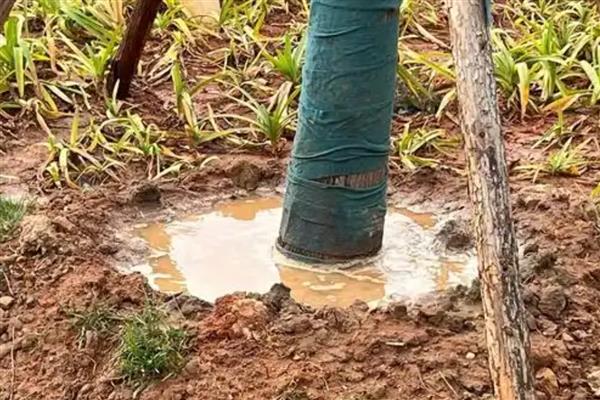 夏天开花的树有哪些，常见的有广玉兰、夹竹桃等