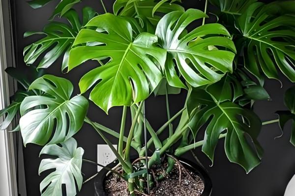 吸甲醛的植物有哪些，常见的有龟背竹、虎尾兰等