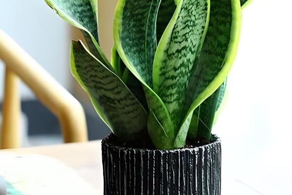 吸甲醛的植物有哪些，常见的有龟背竹、虎尾兰等