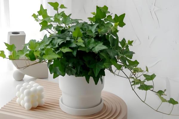 吸甲醛的植物有哪些，常见的有龟背竹、虎尾兰等