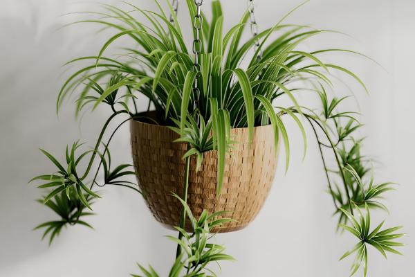 吸甲醛的植物有哪些，常见的有龟背竹、虎尾兰等