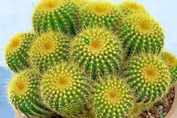 吸甲醛的植物有哪些，常见的有龟背竹、虎尾兰等