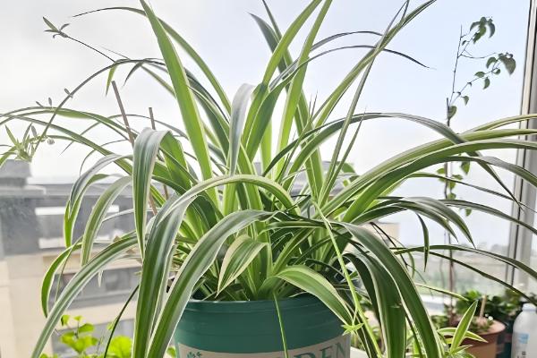 吸甲醛的植物有哪些，常见的有龟背竹、虎尾兰等