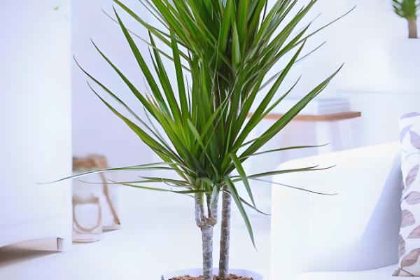 吸甲醛的植物有哪些，常见的有龟背竹、虎尾兰等