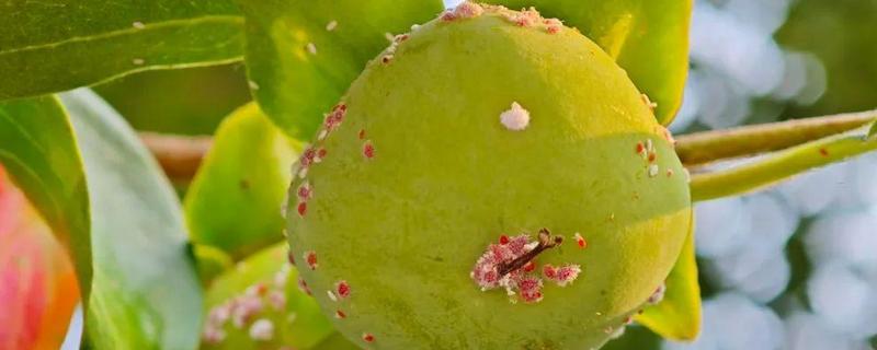 柿子的防虫方法，剪除虫蛀枝条并集中烧毁