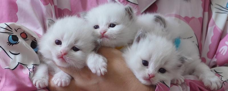 养猫后不能养哪些植物，误食百合花、水仙花等植物可能会致死