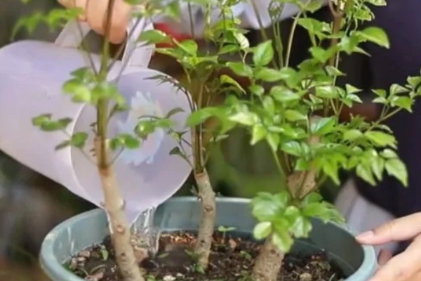 幸福树枯萎了能不能活,清除枯萎腐烂部位再消毒重栽便不会死亡