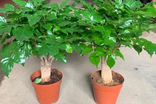 幸福树枯萎了能不能活,清除枯萎腐烂部位再消毒重栽便不会死亡